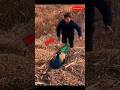 Burung merak marah.#animals #shortvideo #shorts