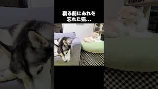 寝る前にあれを忘れた猫...笑#shorts