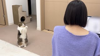 仕事中のママにかまってもらいたい甘えん坊な猫の行動が可愛すぎた！