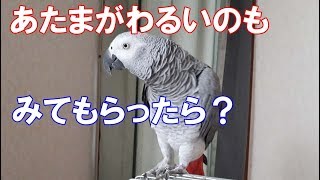 ヨウムのルビー　「お医者さん行く？」　～オウム目インコ科のおしゃべり上手な鳥