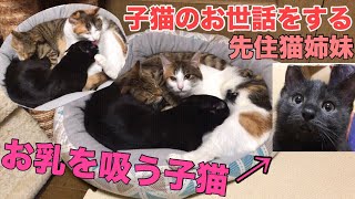 子猫のお世話をする先住猫姉妹！お乳を吸う子猫が可愛い！