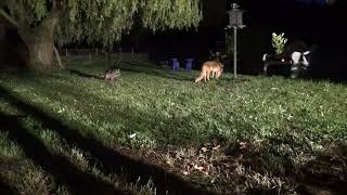 Waschbär und Fuchs, Jagd am Turm Teil 1, Raccoon and fox, hunt at the tower part 1