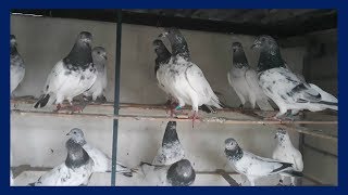 Best High Flying Pigeons Loft & Best breeding high flying pigeons day activity (BD birds video) Best High Flying Pigeons Loft & Best breeding high flying pigeons day activity (BD birds video)