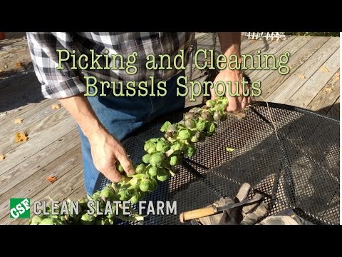 Harvesting Brussels Sprouts Harvesting Brussels Sprouts