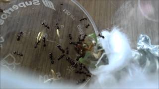 4-12-2012 : Messor cf. barbarus : Prey being moved into nest *8.[Edited music]