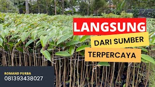 CARA SAMBUNG PUCUK DAN MEMBUAT BIBIT DURIAN KAKI TIGA‼️‼️