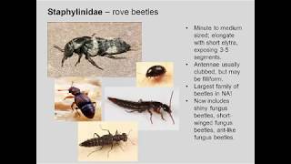 Entomology 1111 - 2018 - Lecture 09 - Coleoptera, Neuroptera, Hymenoptera