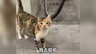 盘点听懂人话的猫咪，和人类无障碍交流的小猫咪，真的太可爱了