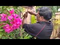 New Method! Air Layering Propagation with Water of Bougainvillea plant