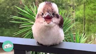 Baby Kookaburra Finds Himself A Human Nanny | Best Stories 2024 Pt.2