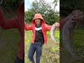 dapat nila besar #viralvideo #mancing #shortvideo