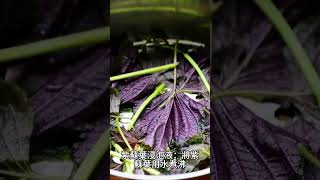 【蚊蟲 叮咬】紫蘇葉：迅速減輕蚊子 叮咬後紅腫和瘙癢的天然妙方，舒緩被 燒傷 曬傷 蟲咬傷等等症狀！ | 天然 良藥 | 天然 治療5