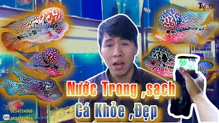 Những Điều Cần Biết Khi Nuôi Cá La Hán & Hàng Chục Con Cá Tuyển Đẹp Từ Trại