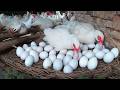 Harvesting MUSCOVY DUCK Eggs - How to Raise Muscovy Ducks for Eggs.