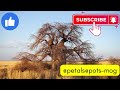 13 fascinating facts about baobab trees