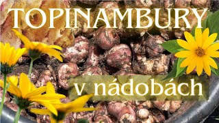 TOPINAMBURY V NÁDOBÁCH na celou zimu