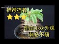 块根植物热门推荐 七 光堂