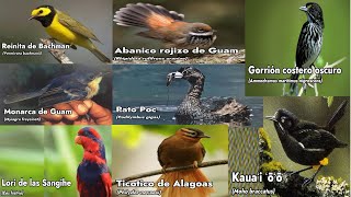 Cantos de 8 Aves Extintas