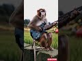 Viral Monyet Main Gitar di Sawah #empudstudio #empudstudiogrup #shorts