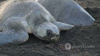 Nocturnal Wildlife of Cabo Verde: Creatures of the Night #animal2024 #wildlife