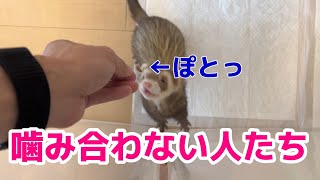 ママ不在2日目～父ちゃんと息が合わないフェレット