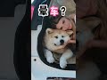 狗狗晕车怎么办？ 狗 dog