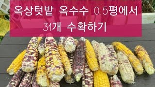 옥상텃밭 옥수수 0.5평에서 31개 수확하기...