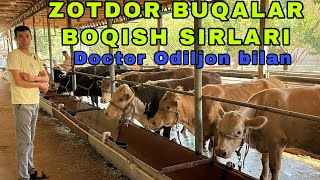 BUQA BOQISH SIRLARI VETERINAR ODILJONDAN YAXSHI MASLAHATLAR