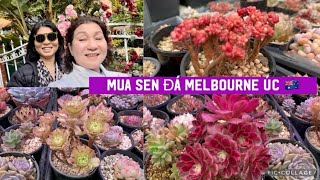 Mua Sen Đá -Nhìn Vườn Sen Đá Qua Khủng -Không Biết Bao Nhiêu Tiền? Succulents 🇦🇺Cuộc Sống Ở Úc  ￼￼