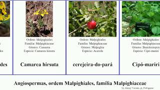 Angiospermas, ordem Malpighiales, família Malpighiaceae campestris angiosperms brasiliensis Light