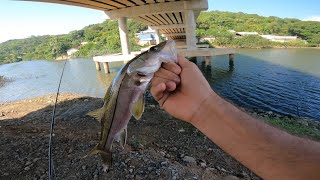 VOCÊ NEM IMAGINA ONDE ESTAVA ESCONDIDO O ROBALO FLECHA - PESCA DE BARRANCO