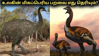 உலகின் மிகப்பெரிய பறவை எது? Which is the largest bird in the world? Time Pass Panda YT #tamil #birds