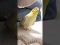 Adorable Cockatiel Pete singing Cookie song