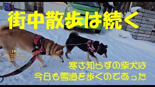 【柴犬】いちごとみるくのスローライフ　今年も街中サンポは続く　柴犬ブログ 1月18日　JAPAN [SHIBA-INU]　＃柴犬　＃柴犬の日常　＃北広島市