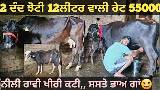 12ਲੀਟਰ ਵਾਲੀ ਝੋਟੀ ਅਤੇ ਗਾਂ ਸਸਤੇ ਭਾਅ। Buffalo and cow for sale/vadiya farm/22-9-23