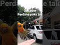 latih burung animals bird