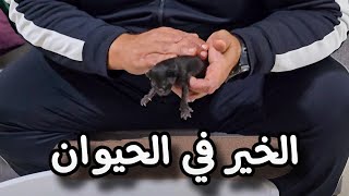 القطة ديالنا في العمارة ولدت الحمد لله (( اجي تشوفو الحيوان كيشوف الخير احسن من شي بشر ))