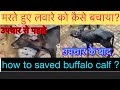 मरते हुए लवारे को क़ैसे बचाया?l how vet dr saved buffalo calf near to death l Hypomagnesemia in calf