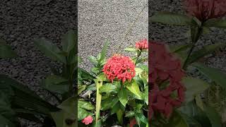 ചെടി ചട്ടിയിലുണ്ടായ ചെത്തി/തെച്ചി പൂക്കൾ I Chinese ixora I ixora coccinea