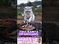 Kucing makan ikan #kucing lucu #kucing #lucu #cat