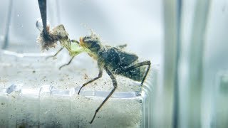 【ヤゴの餌やり】ピンセットから餌を食べるヤゴ