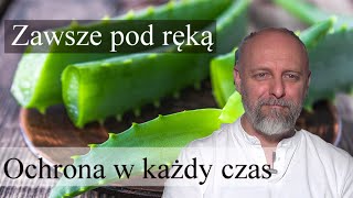 Aloes. Jak zrobić maść na trudno gojące rany.