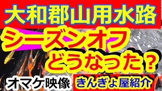 大和郡山の大量投棄放流される用水路に金魚は本当にいる？いない？シーズンオフを検証！オマケ映像で大和郡山の金魚屋紹介・・