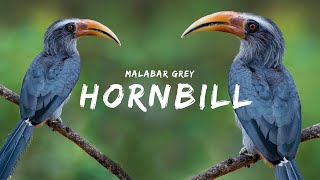 Hornbill | വേഴാമ്പൽ |  Bird Diversity Kerala