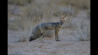 KGALAGADI - 2024-11-15 - DAG 2