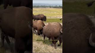 The Striking Secrets of Nature's Giants: #Bison Unveiled