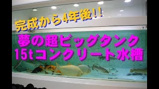 夢の超ビッグタンク15t （4年後）5000*2000*1500Hコンクリート水槽(4,000 gallon) Aquarium Arowana \u0026 Pirarucu -Kehan koi farm-