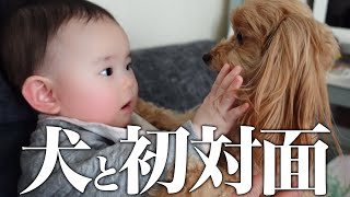 【初対面】大泣きからの大喜び！？犬と赤ちゃんが友達になった瞬間！！