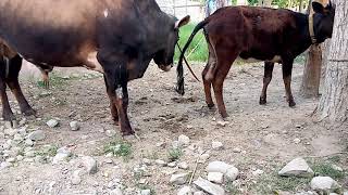 My new Bull and cow  || Village Animals||