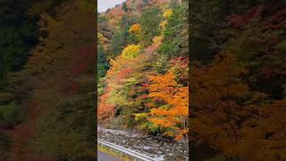 【紅葉】梅ヶ島温泉の紅葉（静岡市）#shorts